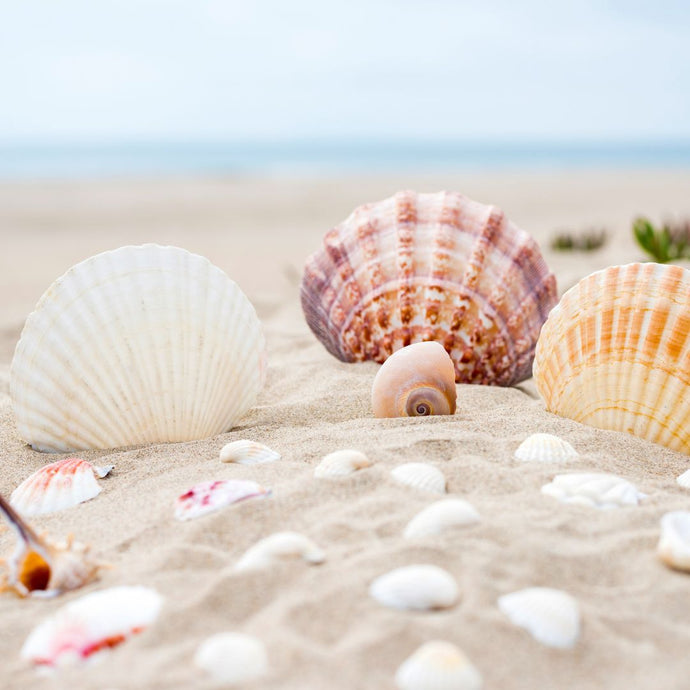 Happy National Seashell Day!